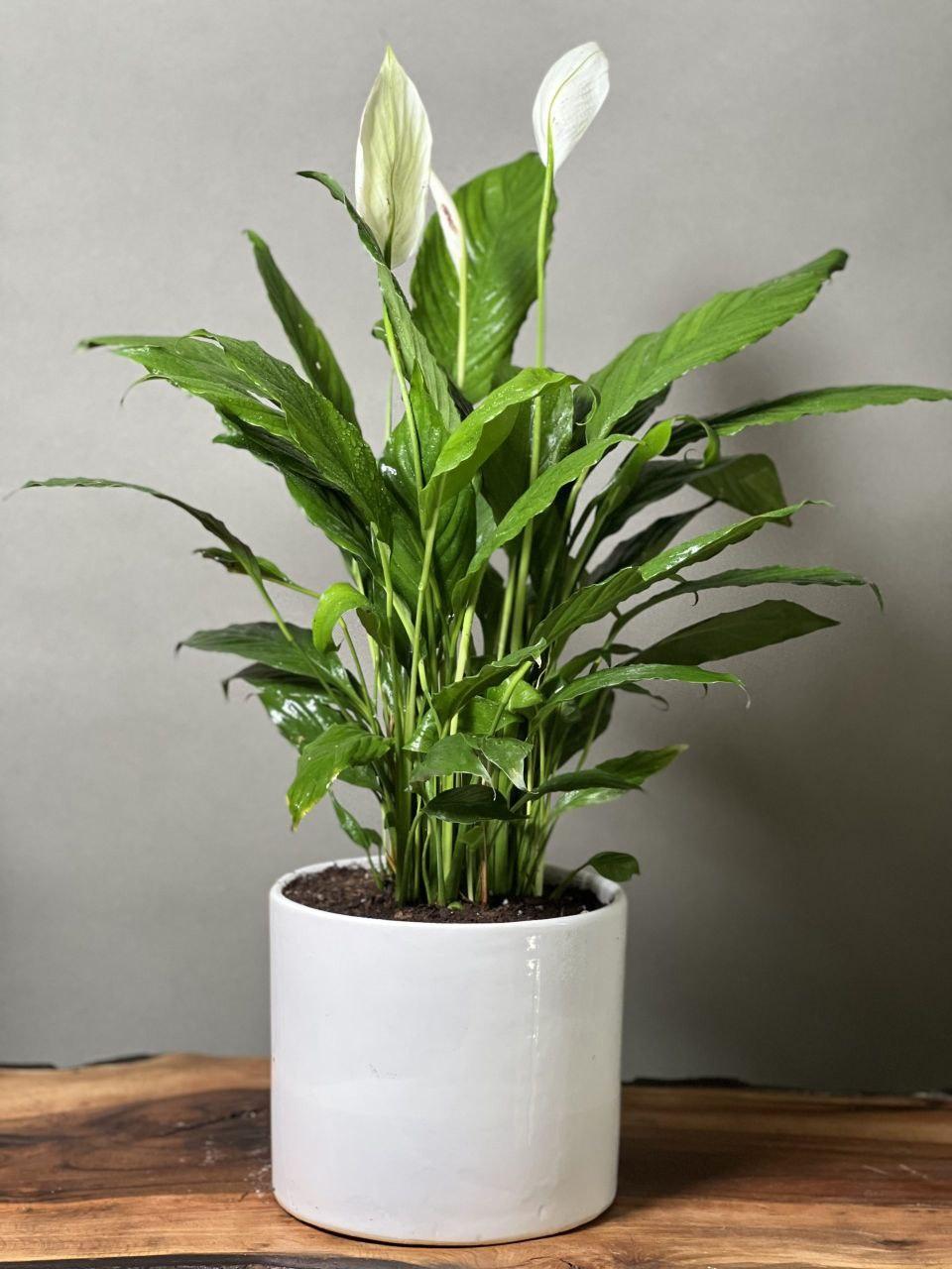 Peace Lily